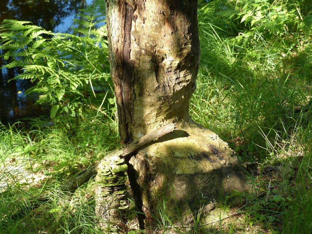 angenagter Baum am Radebach // © Naturpark Sternberger Seenland angenagter Baum am Radebach // © Naturpark Sternberger Seenland