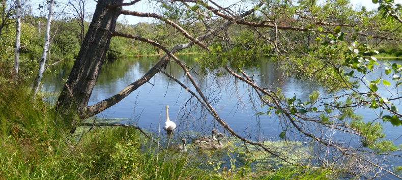 &copy; Stadtmarketing Ribnitz-Damgarten