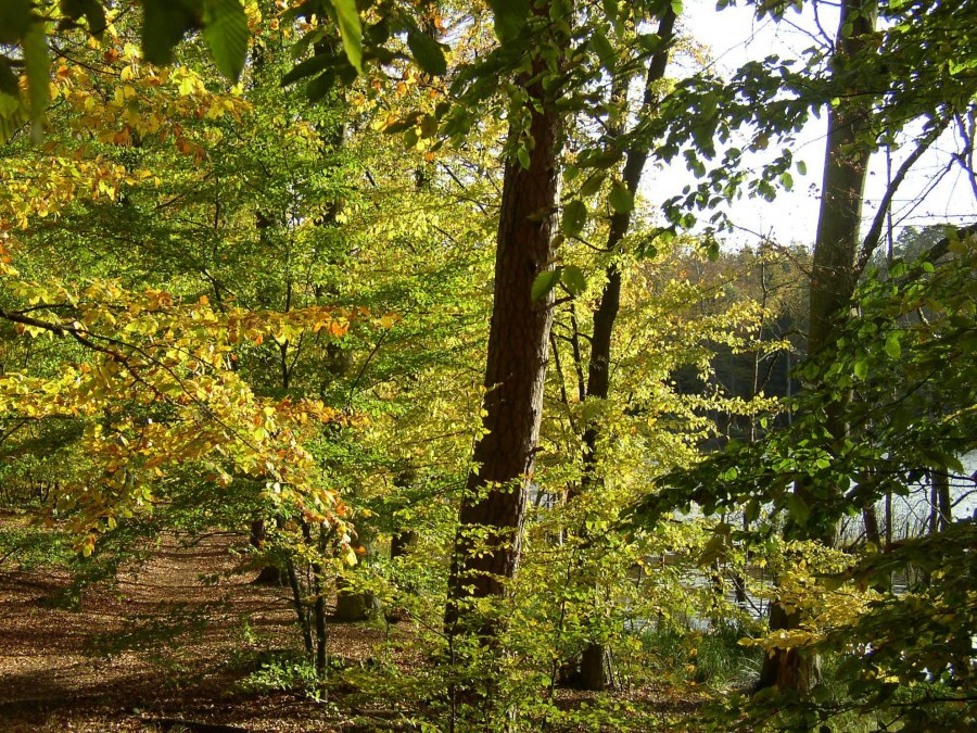 Weg bei Serrahn, © Stadt Neustrelitz Weg bei Serrahn, © Stadt Neustrelitz