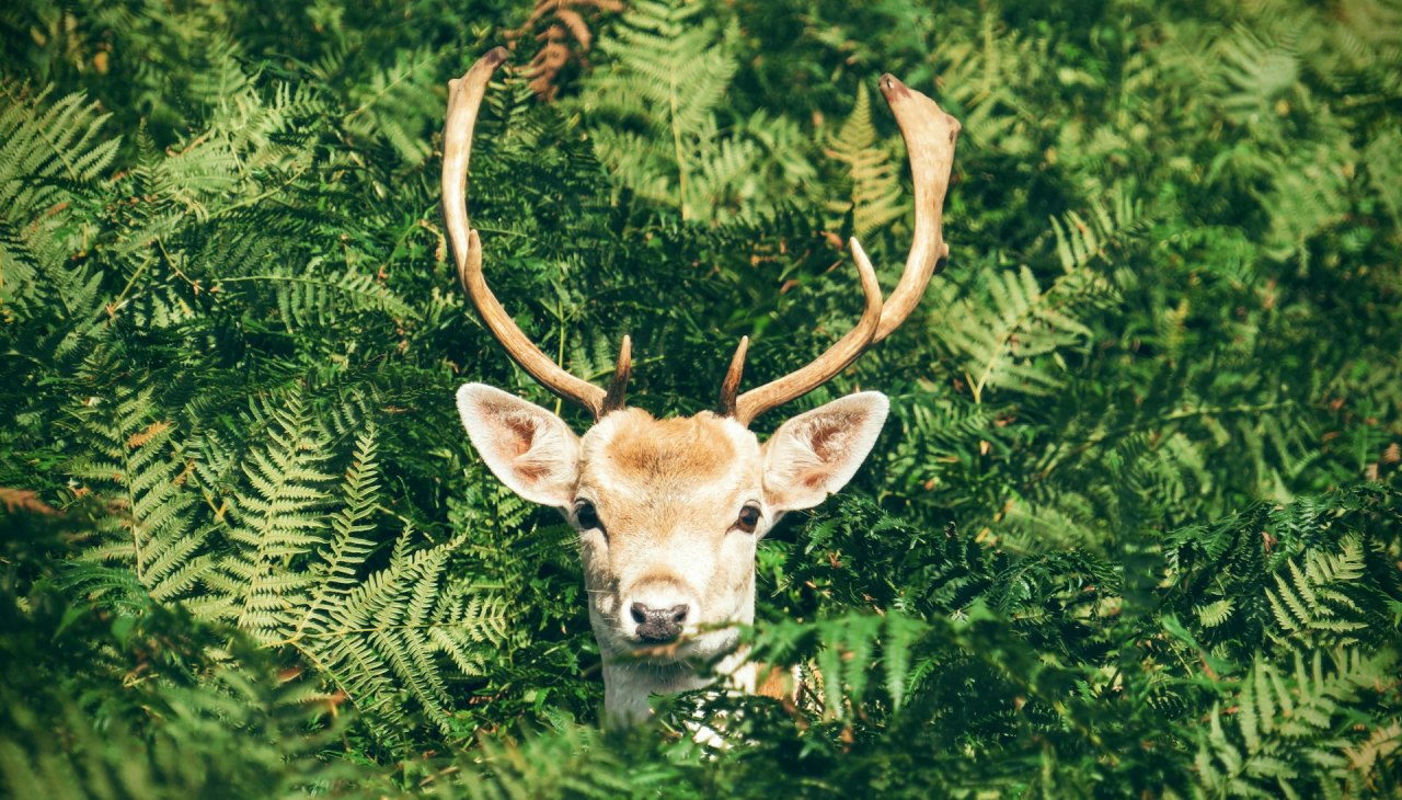 Natur- und Wildwoche in Graal-Müritz | 17. – 24. Oktober 2025, © Foto von Chris Greenhow auf Unsplash Natur- und Wildwoche in Graal-Müritz | 17. – 24. Oktober 2025, © Foto von Chris Greenhow auf Unsplash