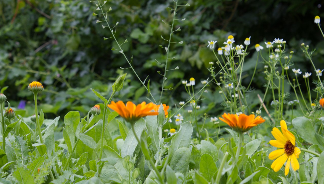 Goudsbloemen en kamille in de tuin van Wildkr&auml;uterhos Winkelkraut, &copy; Wildkr&auml;uterhof Winkelkraut / Antje Conrad