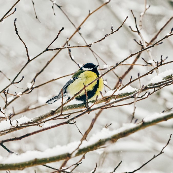 20210209-Winter06-Foto-Burwitz-Pocha, © KV