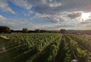 Blick auf den Weinberg // &copy; Juliane & Wolfgang D&auml;hn