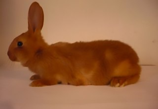 (Childhood photograph my partner Reinier took of his rabbit 20 years ago, still serving as the Wikipedia image for the Vale Van Bourgondi&euml; since). // &copy; Courtesy: C&eacute;line Mathieu, Reinier Hoon & Gauli Zitter.