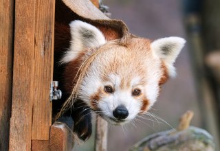 &copy; Zoo Schwerin