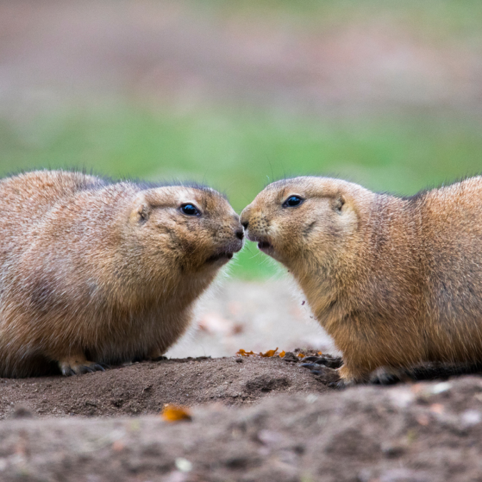 TMV/Bild Valentinstag, © Zoo Schwerin