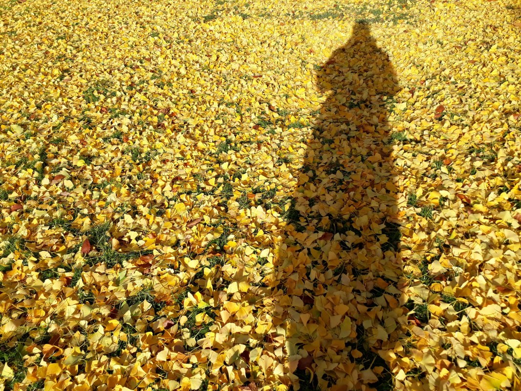 Ginkgo-Bl&auml;tter // &copy; Angela Pfennig