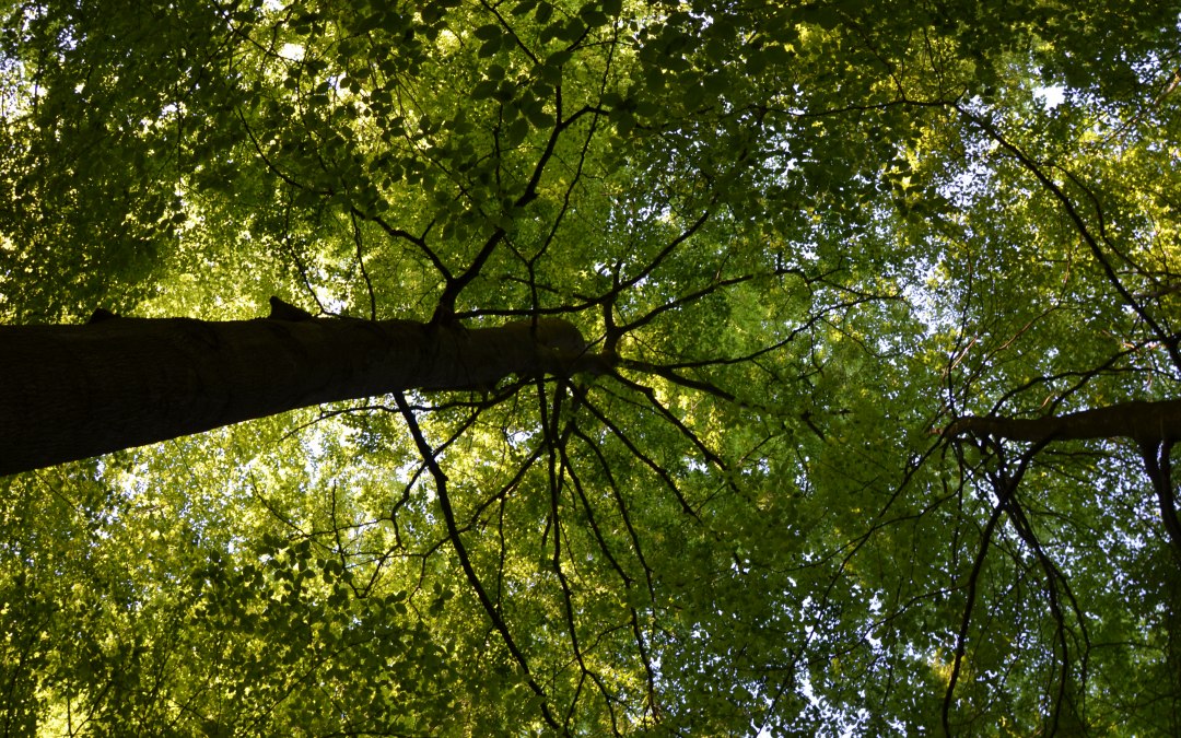 &copy; Kurverwaltung Feldberg