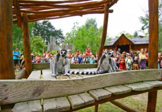 Lemurenf&uuml;tterung im Vogelpark Marlow // &copy; Vogelpark Marlow