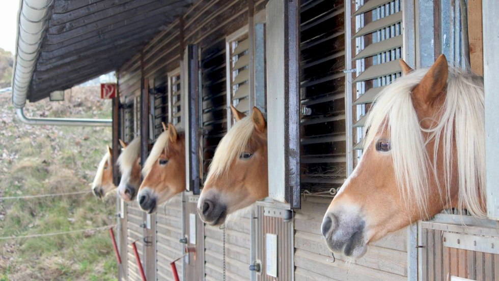 Auf den ersten Blick mögen die Haflinger gleich aussehen, aber jedes Pferd hat seine ganz eigene Persönlichkeit // © Reiterhof Sallenthin Auf den ersten Blick mögen die Haflinger gleich aussehen, aber jedes Pferd hat seine ganz eigene Persönlichkeit // © Reiterhof Sallenthin