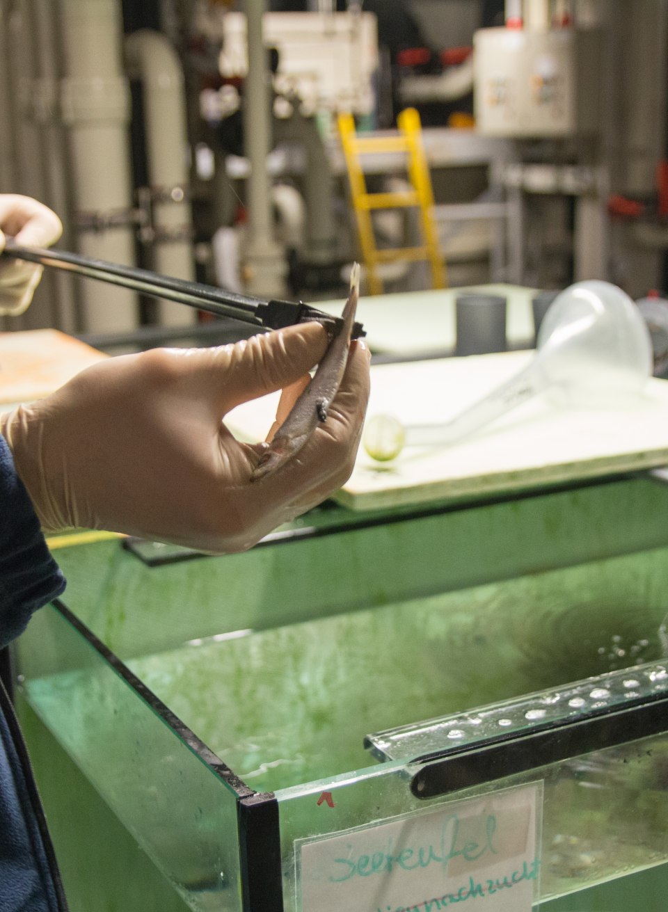 &copy; Anke Neumeister