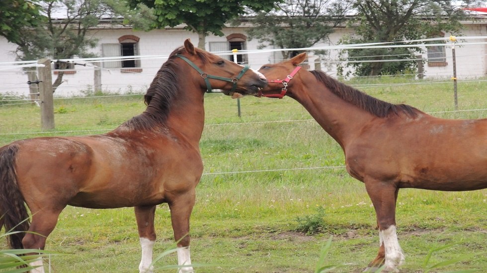 Ich hab dich lieb! // © Kurverwaltung Insel Poel Ich hab dich lieb! // © Kurverwaltung Insel Poel