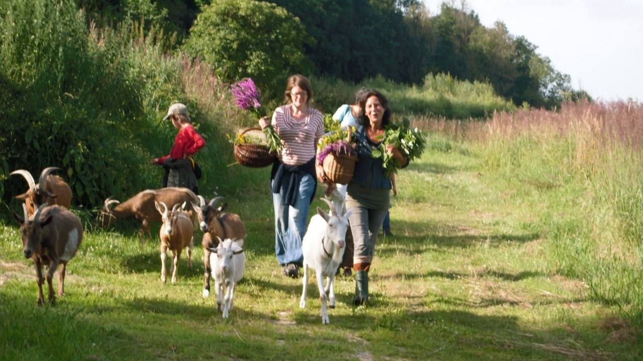Kräuterwanderung mit Ziegen // © Kräuterhof Carlsthal Kräuterwanderung mit Ziegen // © Kräuterhof Carlsthal