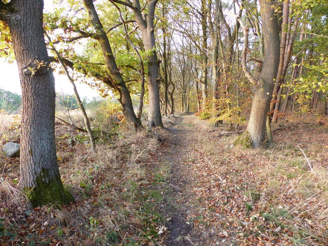 Wanderweg bei Kritzow // &copy; Naturpark Sternberger Seenland