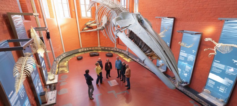 Das Finnwalskelett gehört zu den bekanntesten Exponaten im MEERESMUSEUM // © Anke Neumeister/Deutsches Meeresmuseum Das Finnwalskelett gehört zu den bekanntesten Exponaten im MEERESMUSEUM // © Anke Neumeister/Deutsches Meeresmuseum