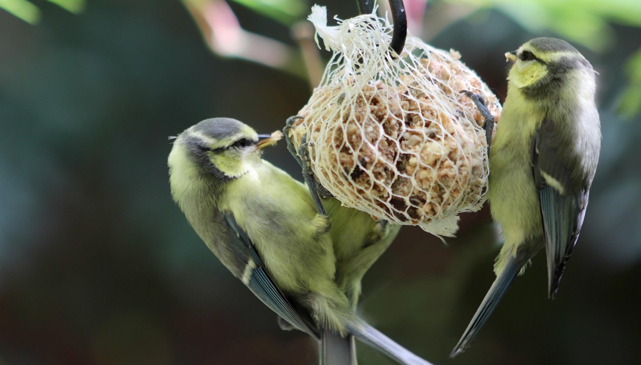 TIPP FÜR KIDS: Meisenknödel basteln, © Meisenknödel.jpg TIPP FÜR KIDS: Meisenknödel basteln, © Meisenknödel.jpg