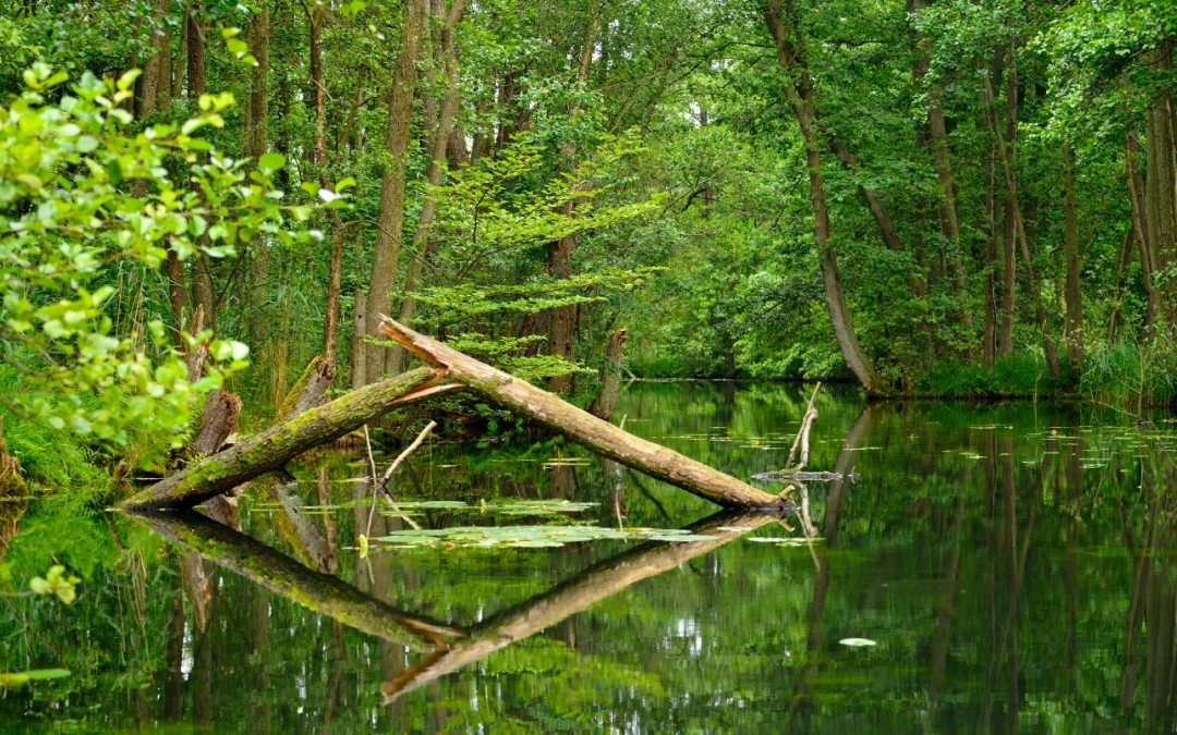 Serrahner Buchenw&auml;lder, &copy; Stadt Neustrelitz