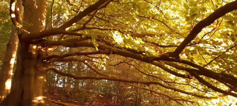 &copy; Susanne Behnke