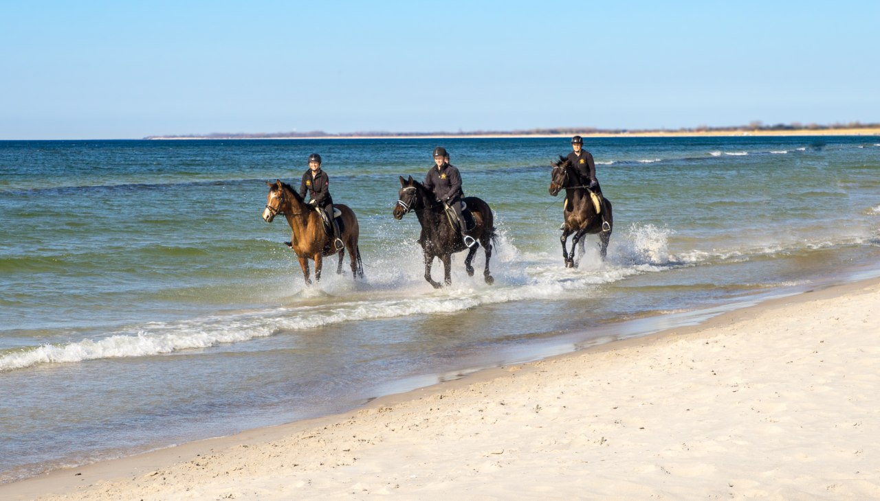 strandritt_trakehner_2, © bernsteinreiter strandritt_trakehner_2, © bernsteinreiter