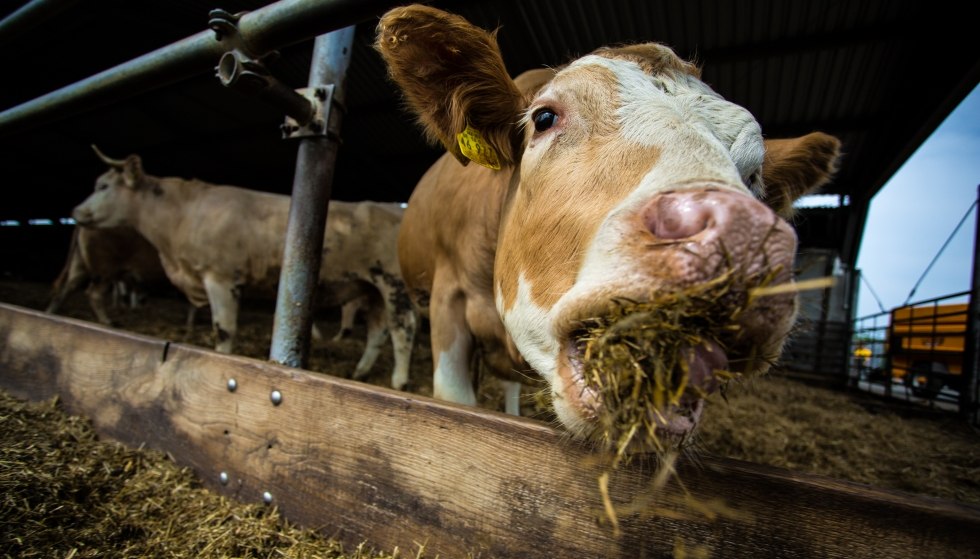 Rondleidingen op een boerderij zijn een bijzonder populair alternatief voor gezinnen, © Sven Lingott / Gut Darß Rondleidingen op een boerderij zijn een bijzonder populair alternatief voor gezinnen, © Sven Lingott / Gut Darß