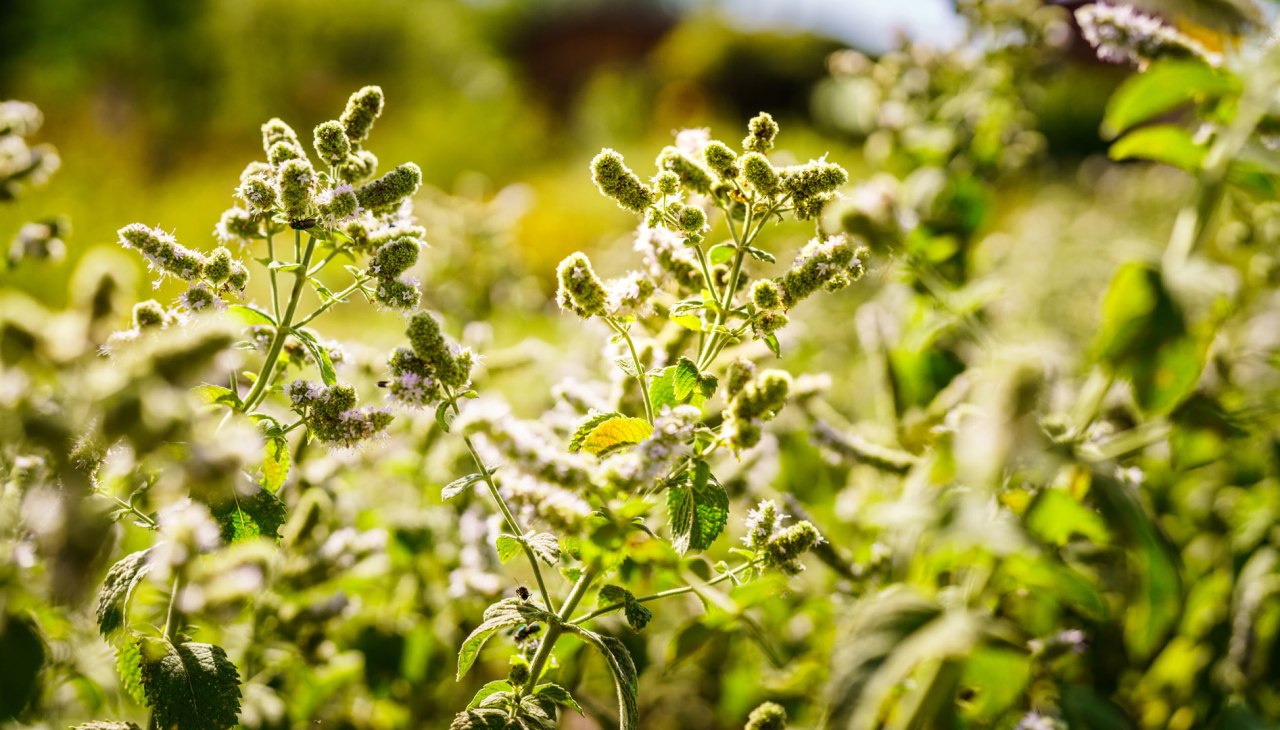 Klosterkräutergarten Himmelpfort, © André Wirsig Klosterkräutergarten Himmelpfort, © André Wirsig