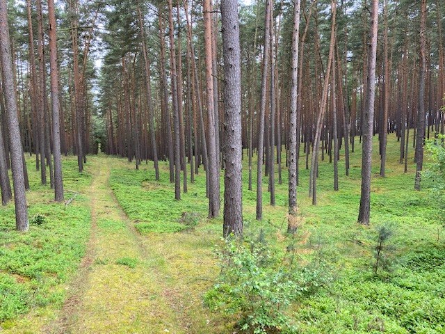 Zilpzalp Rundwanderweg, © Touristinformationen Wesenberg & Mirow, Mecklenburgische Kleinseenplatte