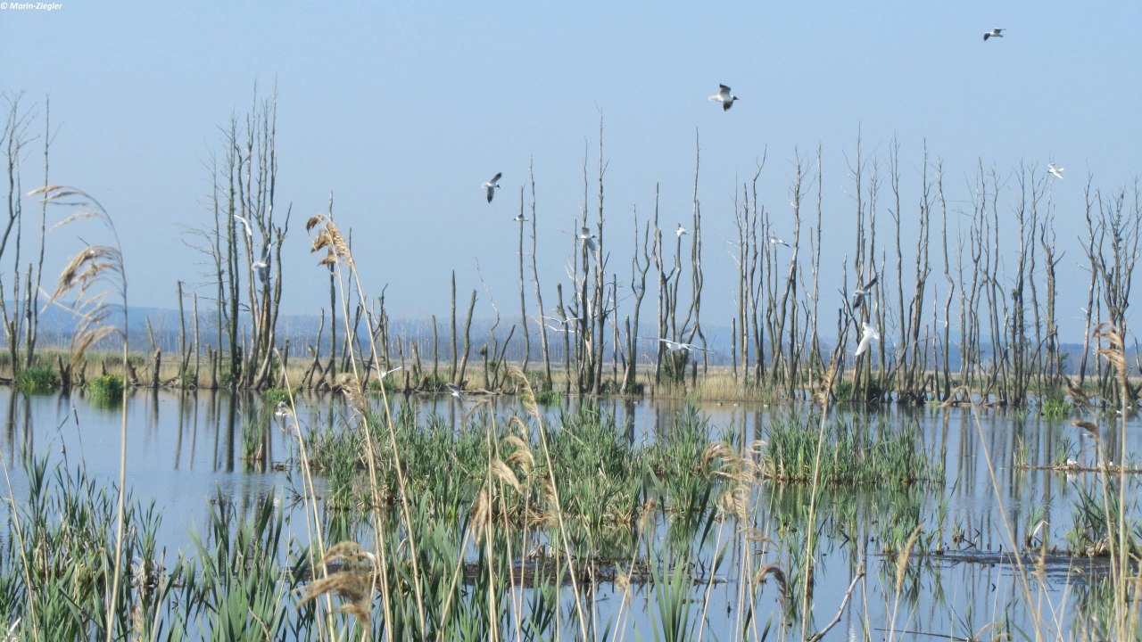 &copy; Gudrun Marin-Ziegler