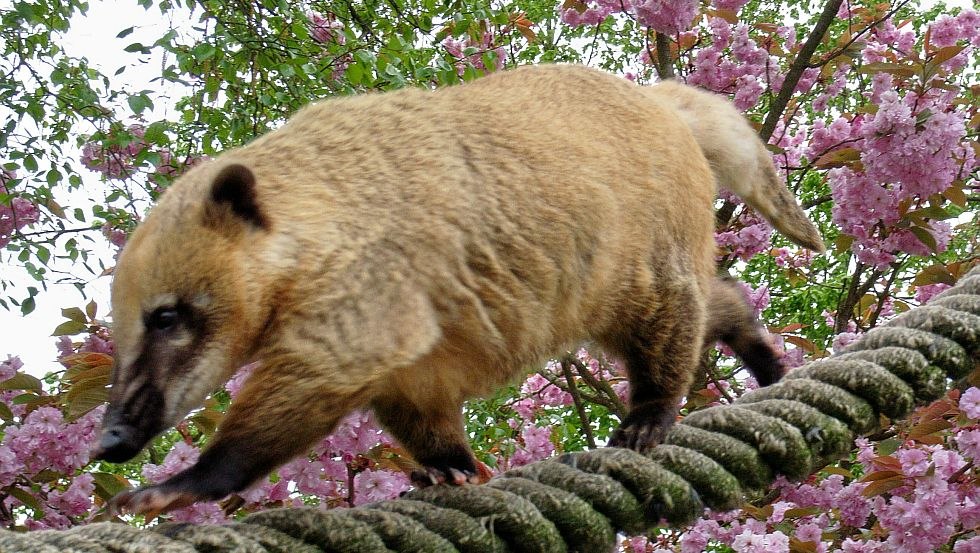 Die Nasenb&auml;ren laufen auf dicken Seilen direkt &uuml;ber den K&ouml;pfen der Besucher // &copy; Tierpark Wismar