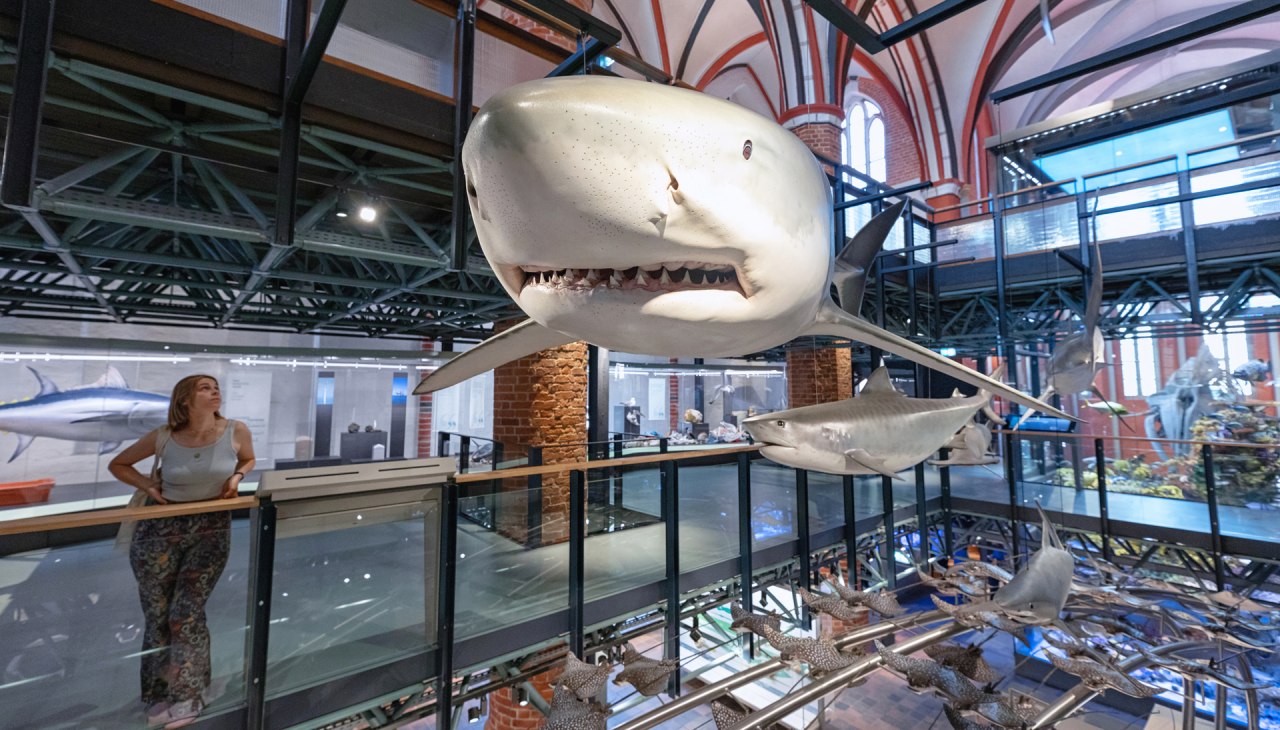Besucherin in einer Kirchenhalle mit Modellen verschiedener Fische, im Vordergrund ein h&auml;ngendes Modell eines Wei&szlig;en Hais, &copy; Anke Neumeister/Deutsches Meeresmuseum