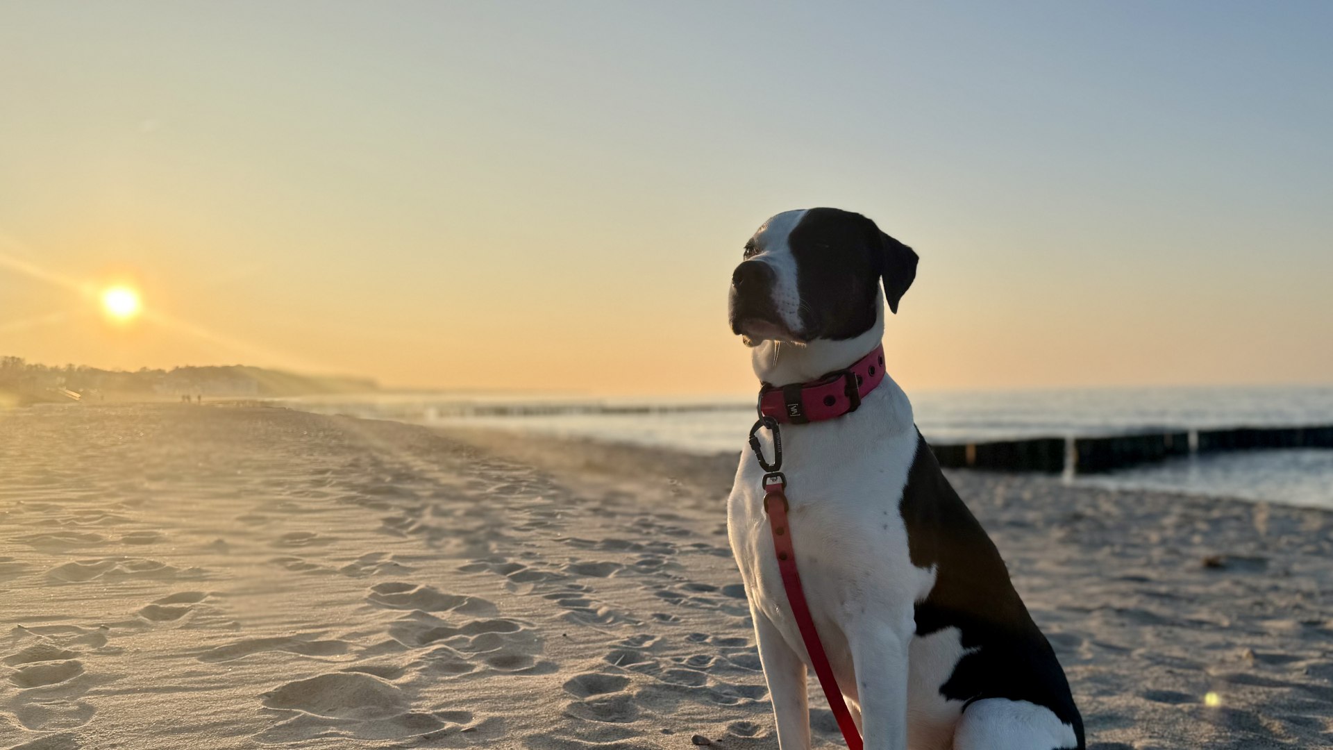 Schwarz-wei&szlig;er Hund mit rotem Halsband sitzt im Abendlicht am Hundestrand vor der untergehenden Sonne.