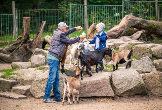 Opa en kleinzoon voeren samen dwerggeiten // Houd de voederzak vast! Met de dwerggeiten in dierentuin Neustrelitz // © MV-T/Tiemann Opa en kleinzoon voeren samen dwerggeiten