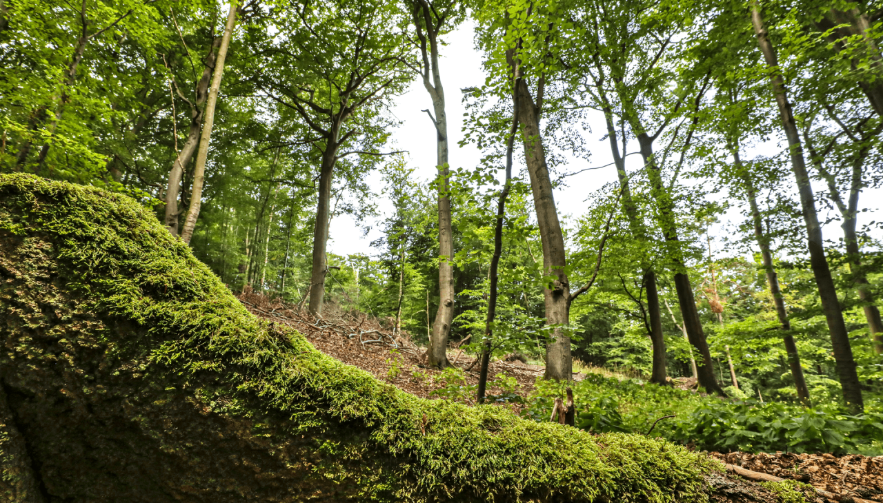 Kur- und Heilwald Heringsdorf, &copy; TMV/Gohlke