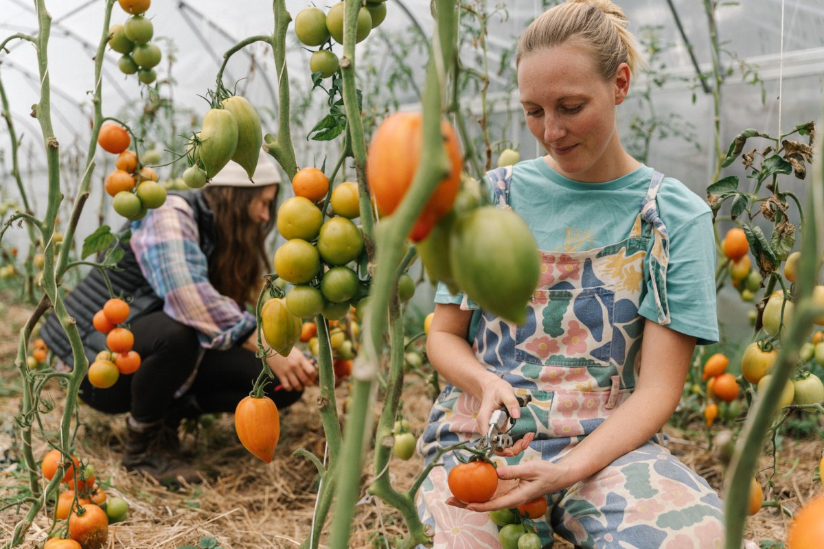 Unser Gew&auml;chshaus voller Tomaten, &copy; Michael Taterka