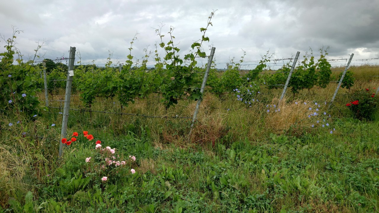 Der Weinberg lebt // &copy; D&auml;hn