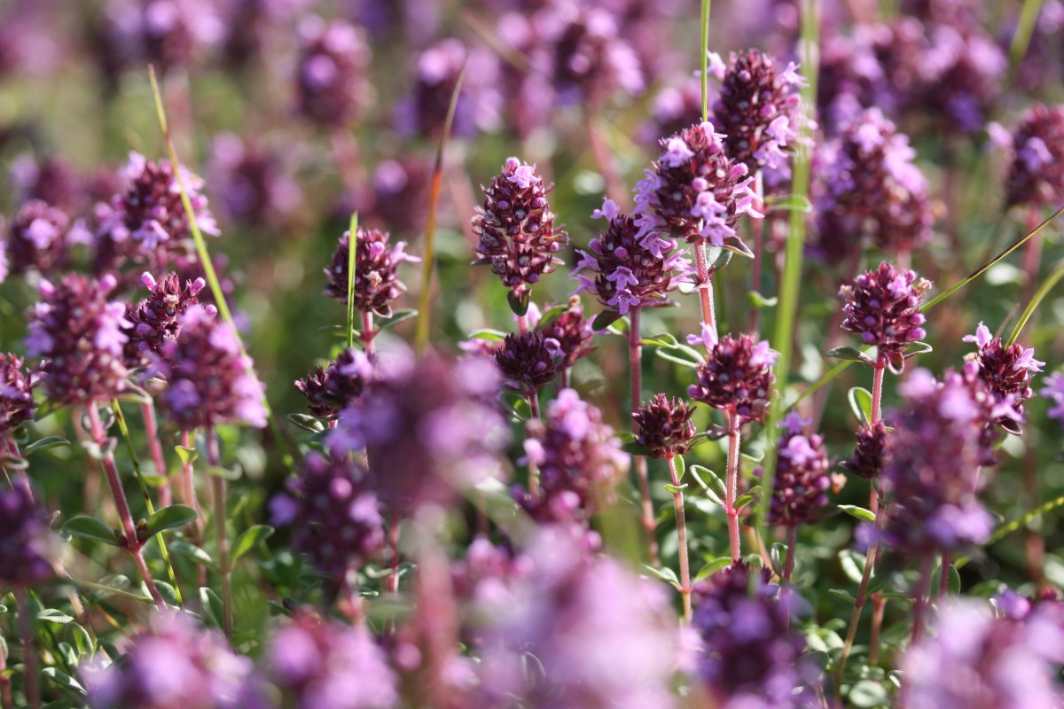 &copy; Gudrun Marin-Ziegler