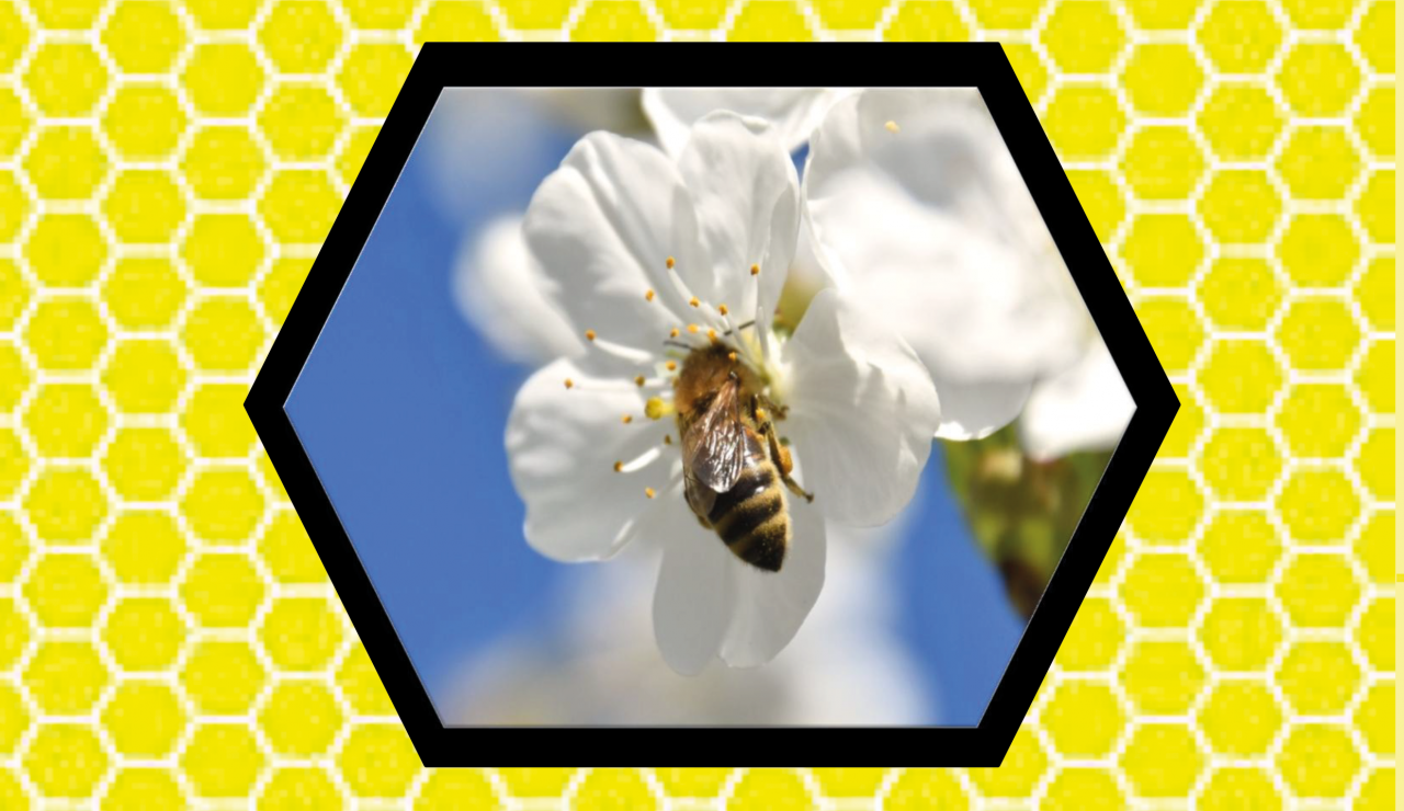 &copy; Ren&eacute; Beutekamp