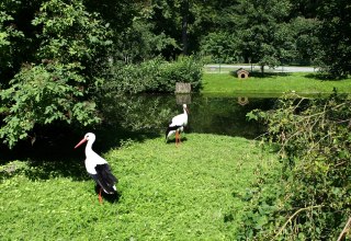 St&ouml;rche im Grimmener Tierpark // &copy; Sabrina Wittkopf-Schade