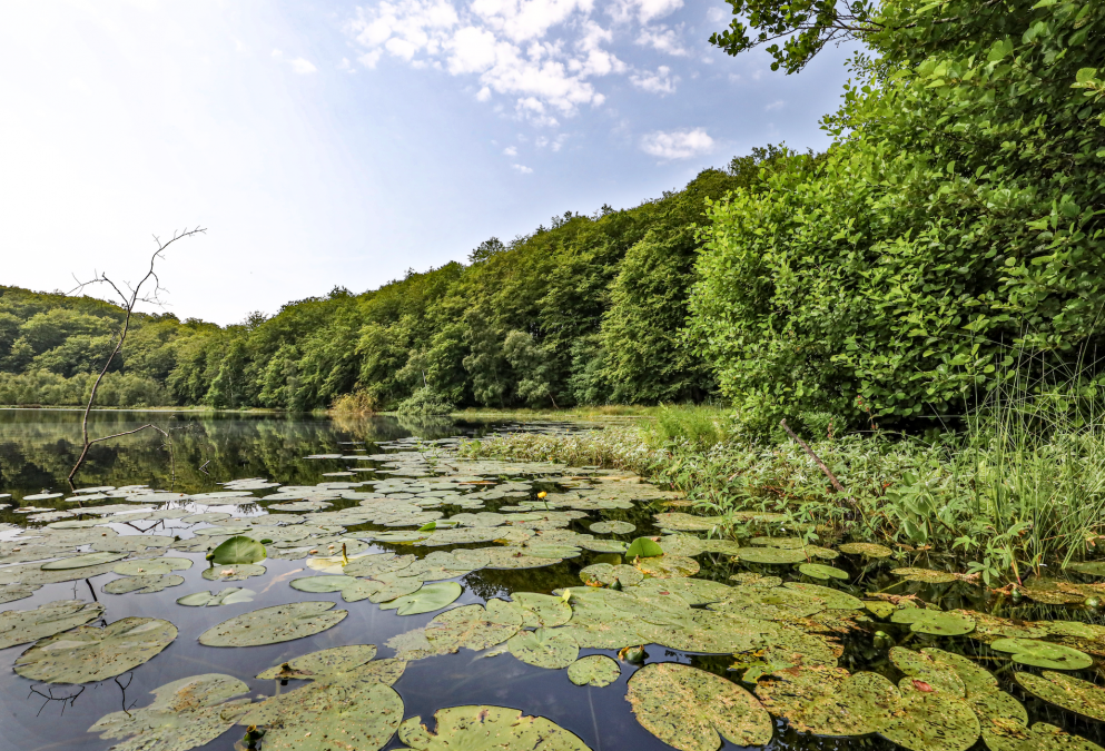 schwarzer-see-in-der-granitz_3, © TMV/Gohlke