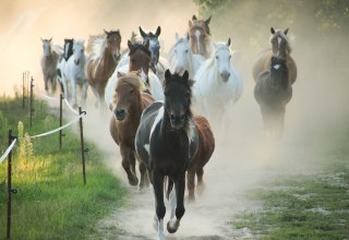 Ponyherde auf dem Pferdehof Zislow. // © Pferdehof Zislow Ponyherde auf dem Pferdehof Zislow. // © Pferdehof Zislow