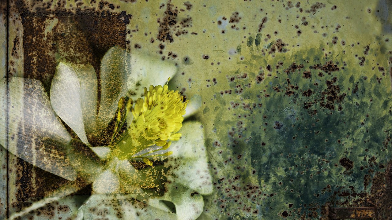 Akelei // &copy; Monika Iburg