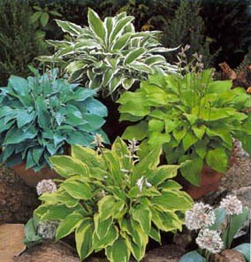 Hosta // &copy; Peter Ramsch