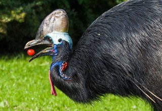 Kasuar beim Verzehr von Tomaten // &copy; Vogelpark Marlow
