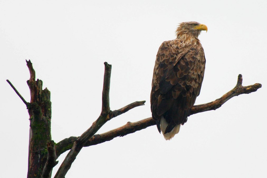 IMG_7562, © AFL IMG_7562, © AFL