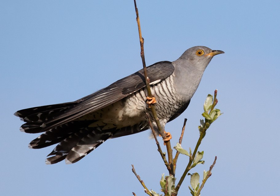 Kuckuck // &copy; Chris Romeiks, Wikipedia