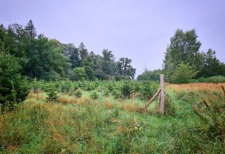 Klimawald Sehlen // &copy; Landesforst MV