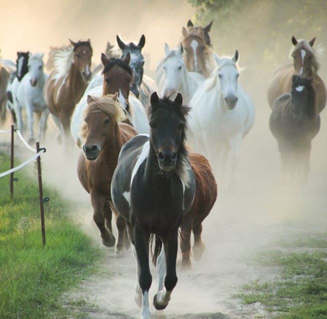 Ponyherde auf dem Pferdehof Zislow. // &copy; Pferdehof Zislow