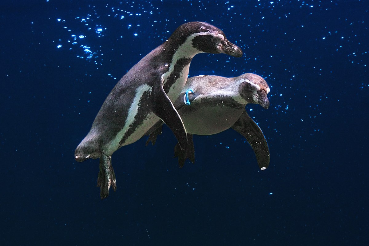 Fliegende Pinguine // © Vogelpark Marlow Fliegende Pinguine // © Vogelpark Marlow