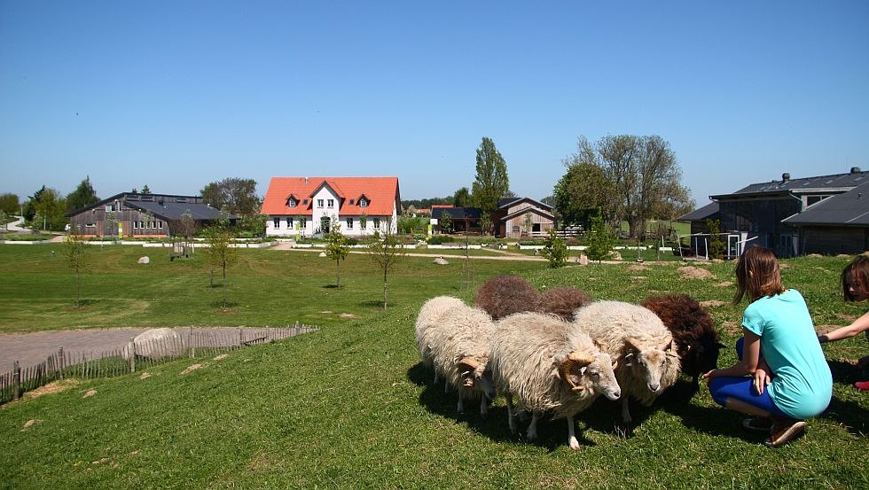 Einen sch&ouml;nen Ausblick &uuml;ber den ganzen Hof bietet die Schafweide auf dem Erdreifeh&uuml;gel, &copy; LandWert Schulbauernhof