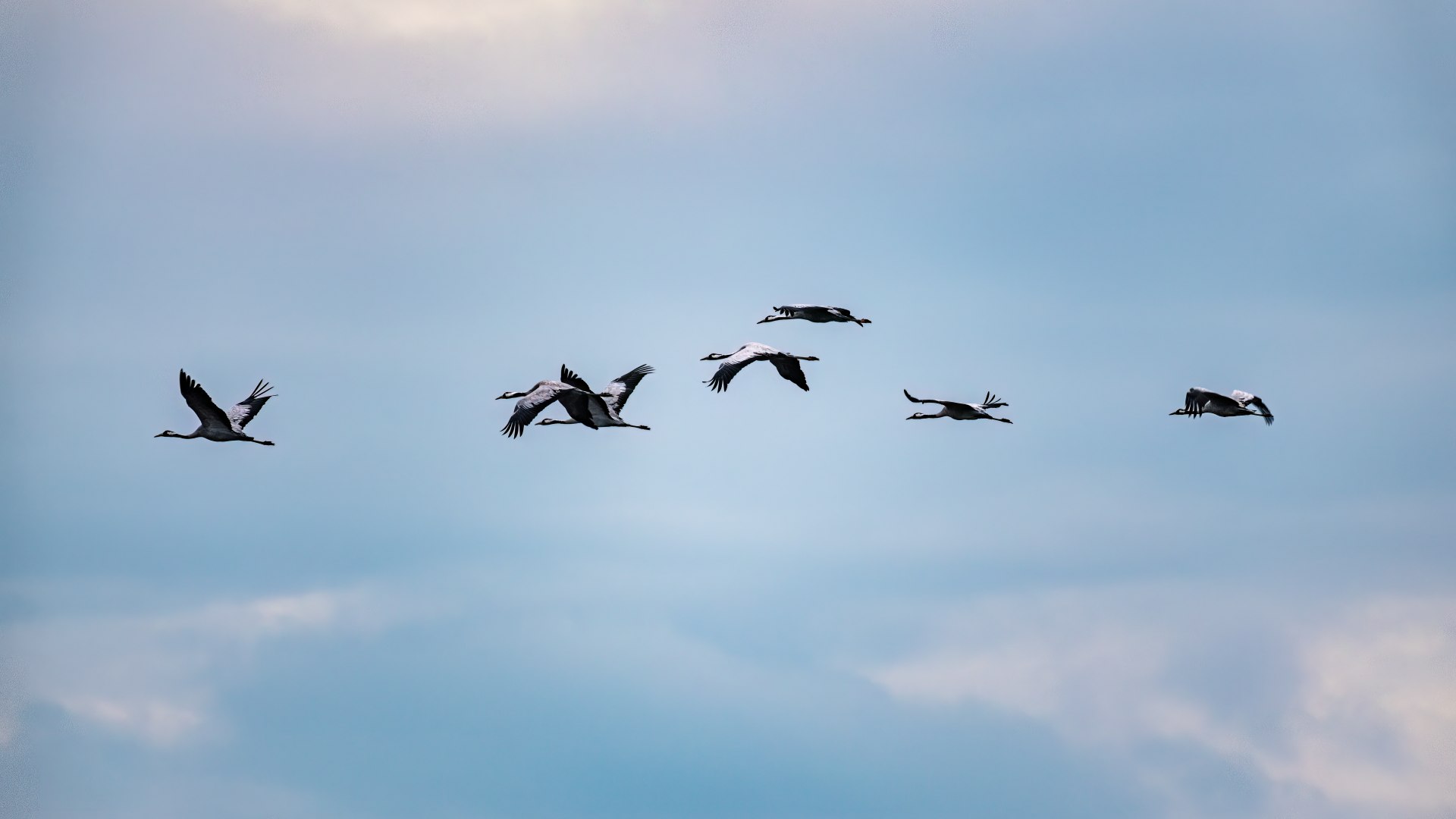 Een kraanvogeltrek vliegt voorbij in de lucht // Tijd voor een pauze op de kraantrek // © MV-T/Tiemann Een kraanvogeltrek vliegt voorbij in de lucht