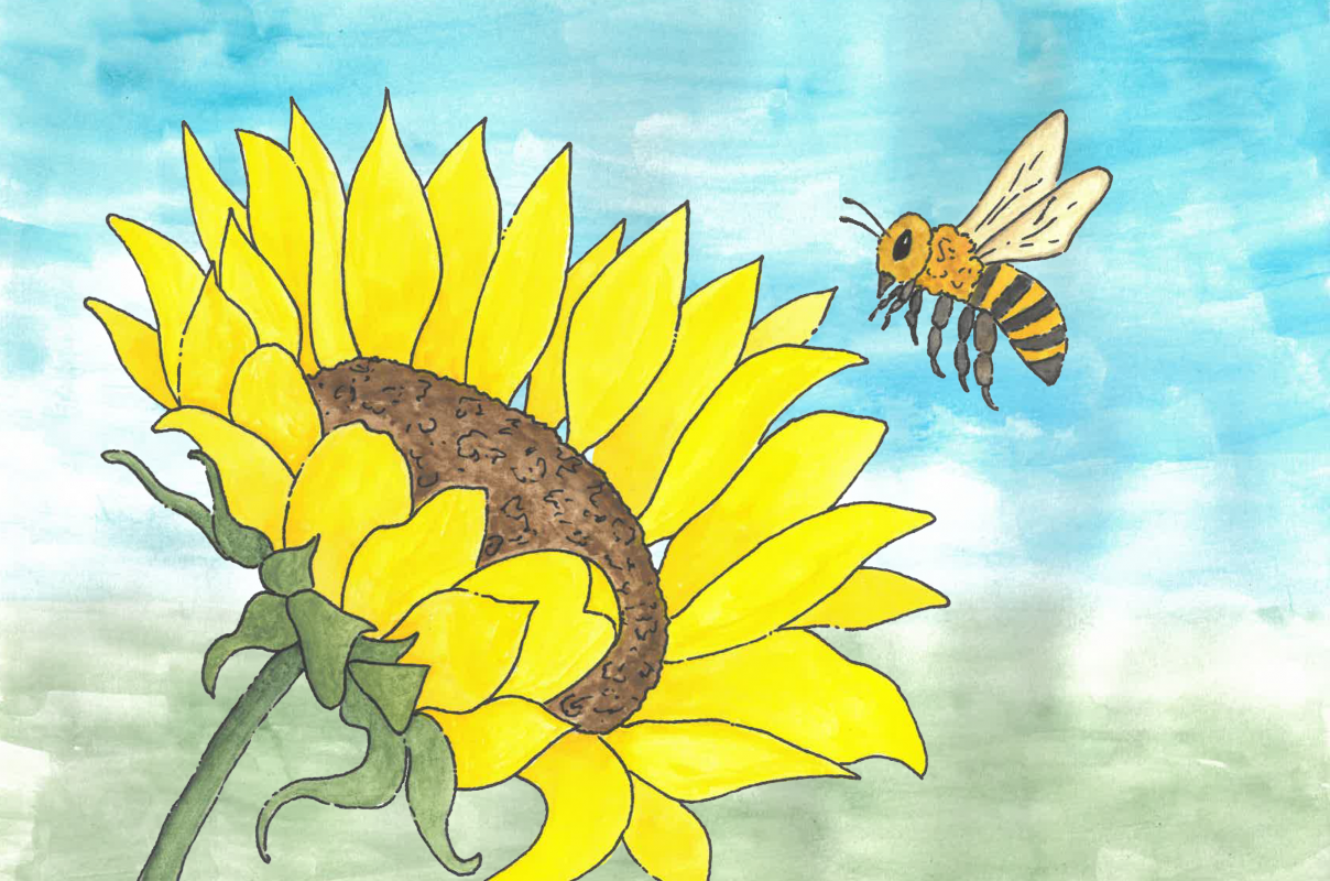 eine Zeichnung, Biene fliegt zur Sonnenblumenblüte // © Müritzeum eine Zeichnung, Biene fliegt zur Sonnenblumenblüte // © Müritzeum